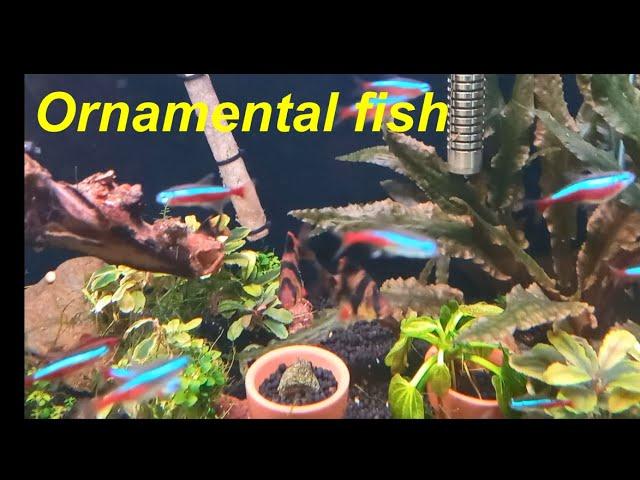 Cá cảnh 1/Ornamental fish 1  @miền quê tôi SH