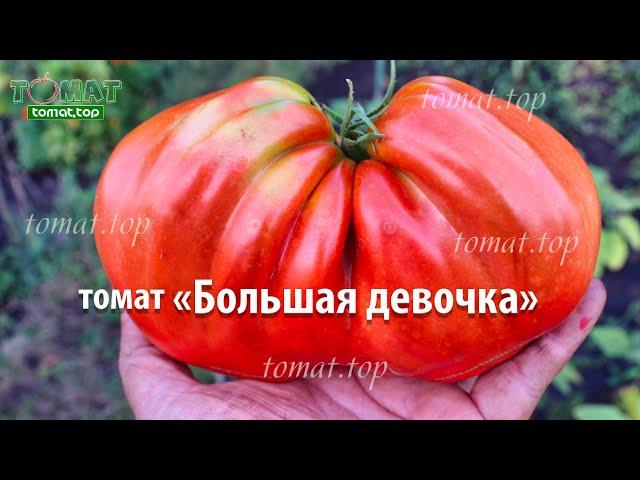 Томат Большая девочка фирмы Аэлита. Обзор сорта Большая Девочка. Отзыв о томате Большая девочка