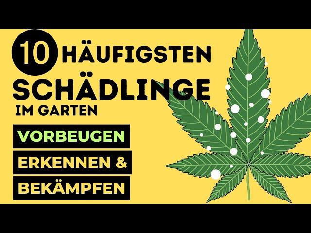 10 häufigsten SCHÄDLINGE beim Cannabis Anbau und wie man sie BEKÄMPFT!🪴