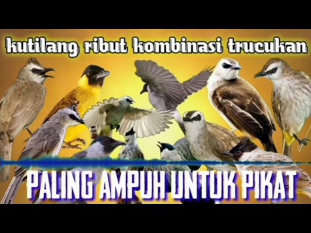 kutilang ribut kombinasi trucukan ribut pikat semua burung paling ampuh durasi panjang 1 jam