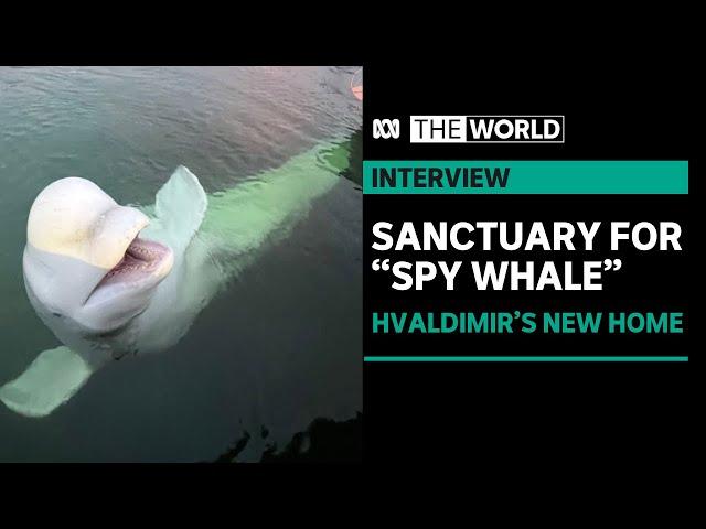 Beluga Whale turned suspected Russian spy to be moved to safer waters | The World