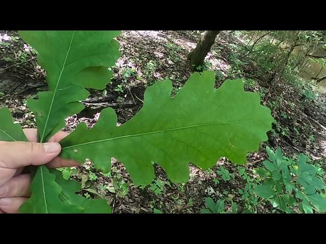 Quercus macrocarpa