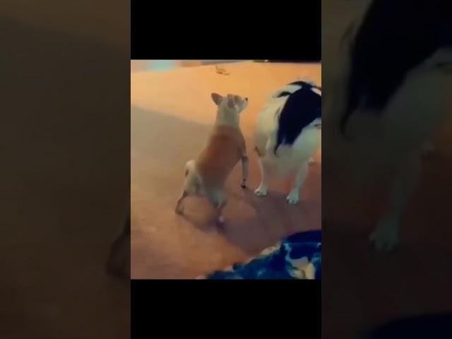 Funny #best #reels #shorts #funny #dog #dance #epic #fail RB Memes Edit