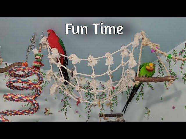 Watch My PARROTS Enjoy Enrichment and Independent Play in their Bird Room