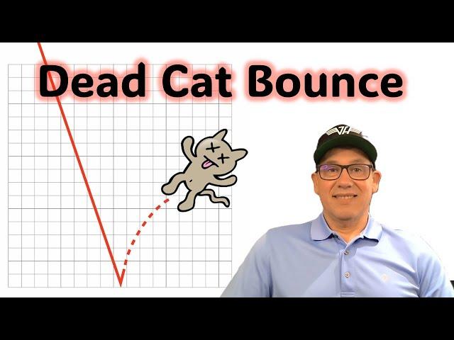 Dead Cat Bounce today