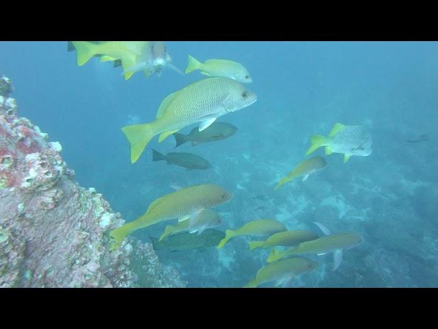 GX010101 Nice barberfish hogfish snapper grouper