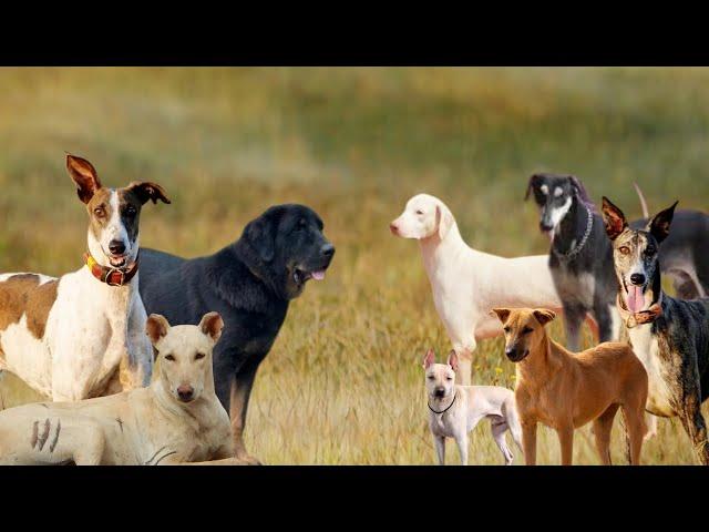 10 Indian Dog Breeds You Need To Know About