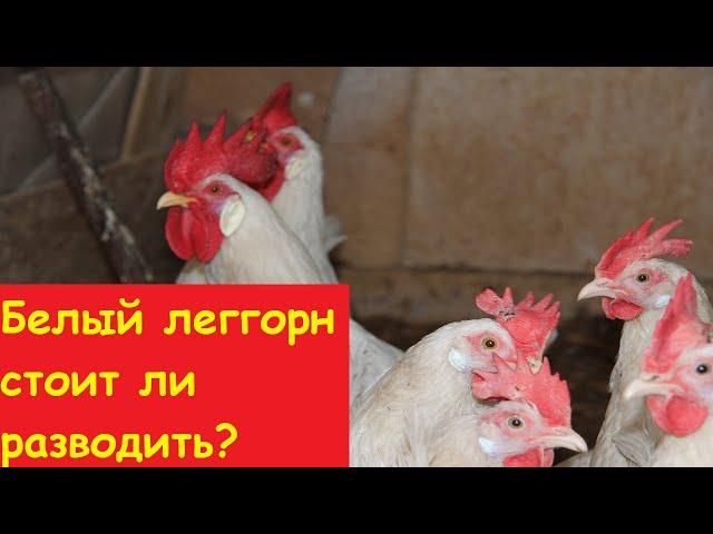 Куры белый леггорн стоит ли разводить? Секреты разведения.