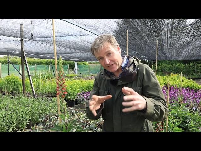 Choosing plants for your herbaceous borders RHS Chelsea Flower Show