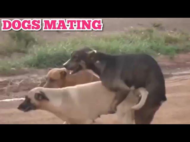 DOGS MATING | ANJING KAWIN
