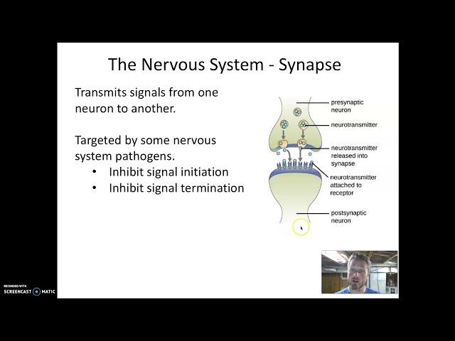 Nervous System Microbiology