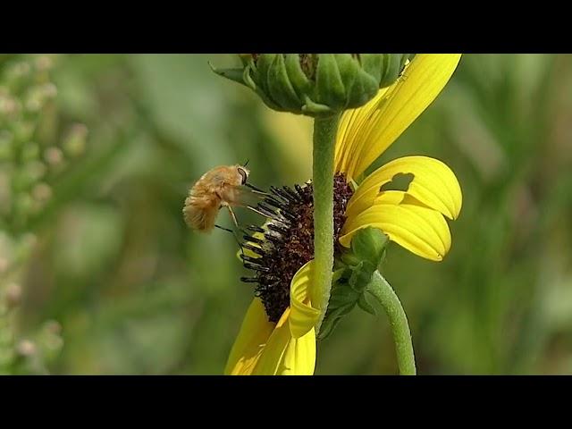 Bee Fly