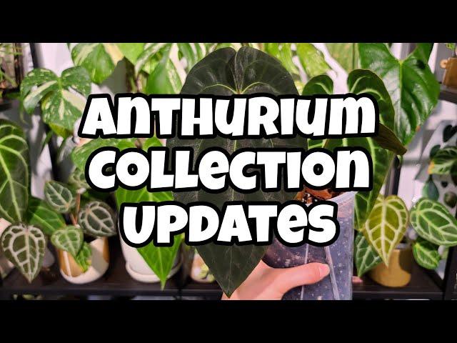 Anthurium Collection Tour + New Growth!!  all the new leaves, updates & care ️ HOUSEPLANT TOUR