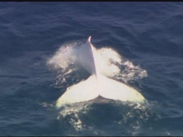 Albino humpback whale spotted off Australian Gold Coast