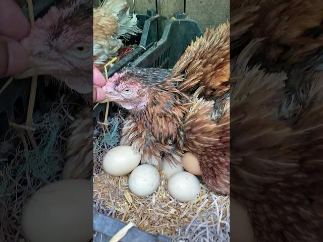 Amazing hen harvesting eggs