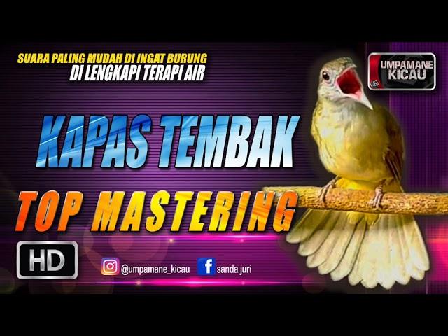 kapas tembak || TOP MASTERING MURAI BATU