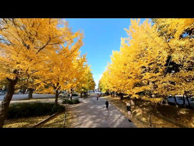 2022年11月09日 晩秋の北海道 札幌中島公園&鴨々川