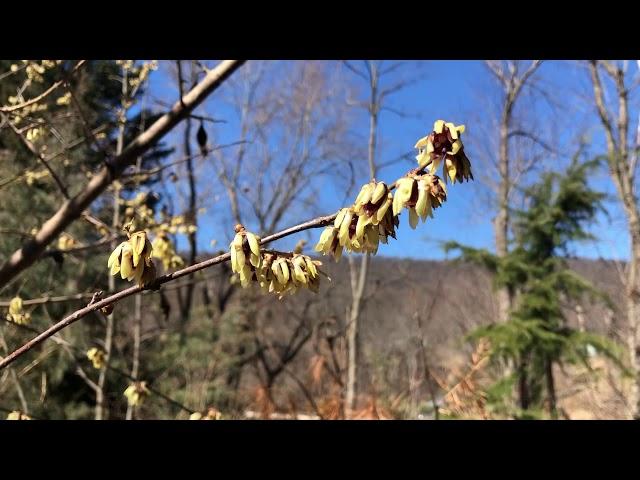 Wintersweet Plant Profile