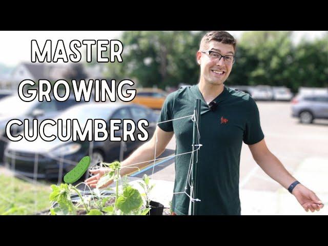 How To Trellis Cucumbers The Budget Friendly Way