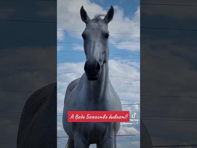 как стать Богом! #божество  #бог #богиня #лошадьплывёт #ангел #жеребенок #постойлошадей