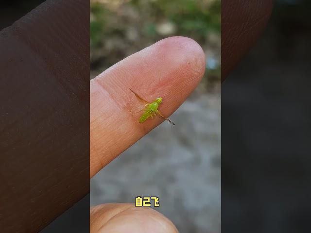 很漂亮的綠色蒼蠅，不知道什麼品種 #昆蟲 #動物世界