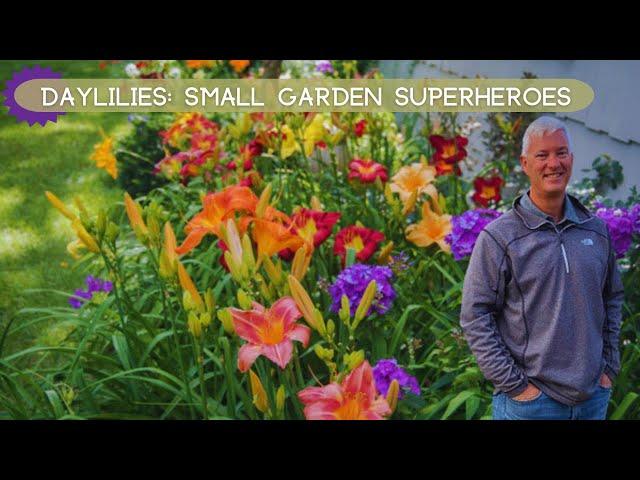 Daylilies: Your Garden's Space-Saving Superheroes