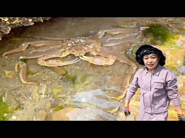 [ENG SUB] Xiao Zhang rushed to the sea  and huge spider crabs appeared on the sea! Also caught a lo