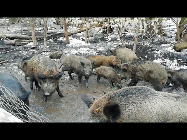 Свины в грязи. Манжелия, февраль 2019