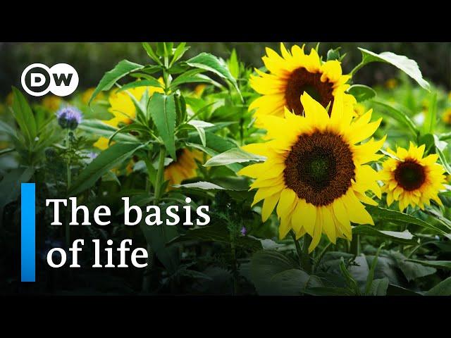 Working the land for our climate - Healthy soil, healthy world | DW Documentary