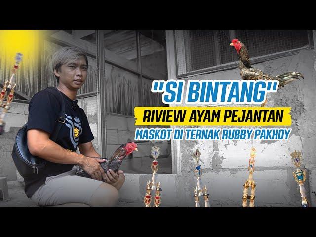 VLOG REVIEW AYAM PEJANTAN DI PETERNAKAN RUBBY PAKHOY