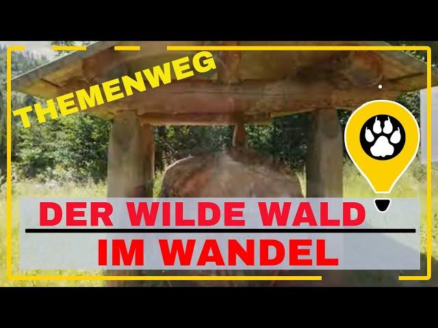 der Wald im Wandel, ein toller Erlebnispfad in Baiersbronn