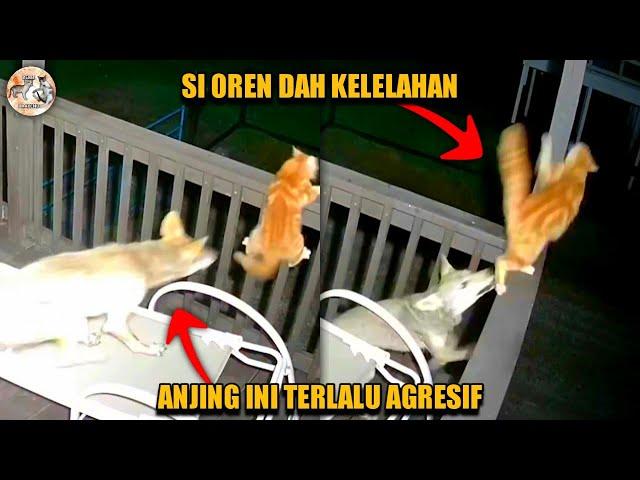 Kasihan si Oren  | Kucing vs Anjing