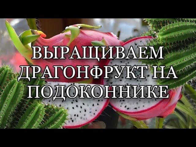 КАК ВЫРАСТИТЬ ФРУКТ ДРАКОНА. ДРАГОНФРУКТ НА ПОДОННИКЕ. КАКТУС ИЗ ЭКЗОТИЧЕСКОГО ФРУКТА ПИТАХАЙЯ