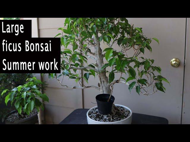 Tips to improve Bonsai, Summer Bonsai work.