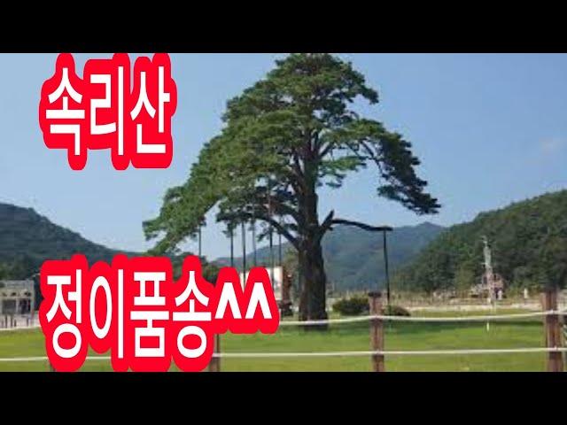 【한국시골마을탐방】 충북시골에 ~속리산 정이품송^