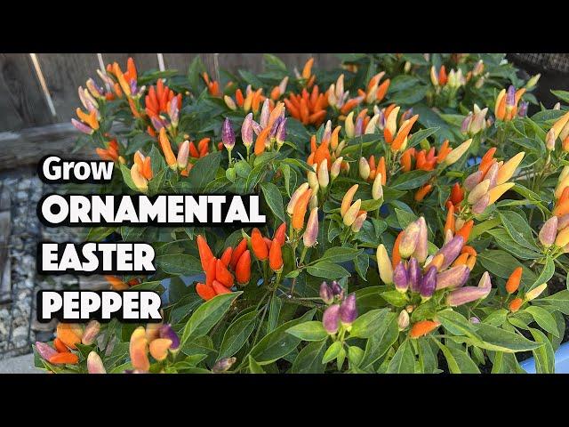 How to Grow Ornamental Peppers from Seed in Containers | Easter Peppers