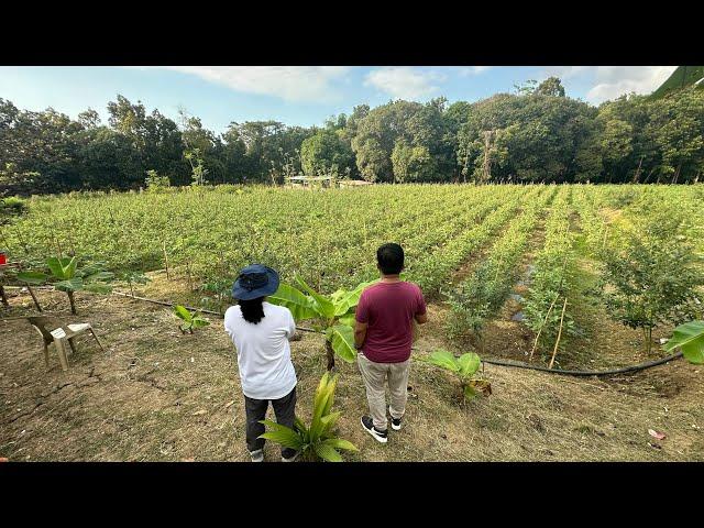 New Farmer Discovering The Best Crop For Him! Ngayon nasa Eggplant at Kadyos Farming!