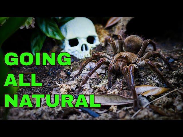 I'm DITCHING Basic Tarantula Husbandry - HERE'S WHY!