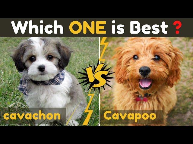 Cavachon vs Cavapoo (cavoodle) - Comparison Between Two cavalier king charles spaniel Dog Mix