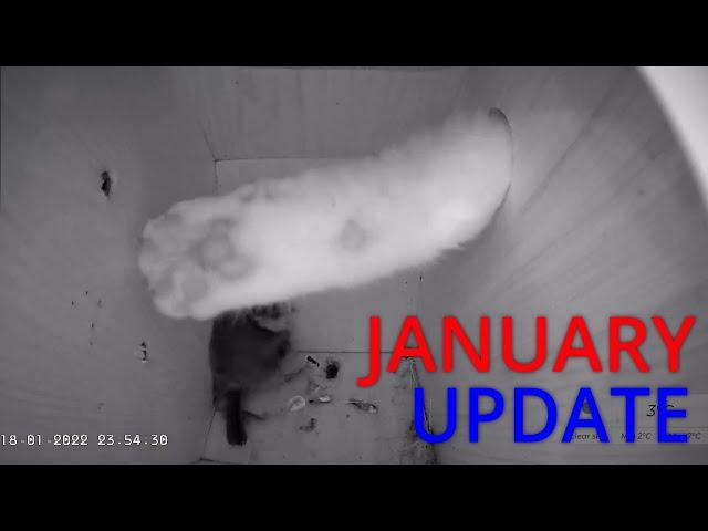 January Update - Overnight visitors,  installing cat spikes and a quick look inside the nestbox!