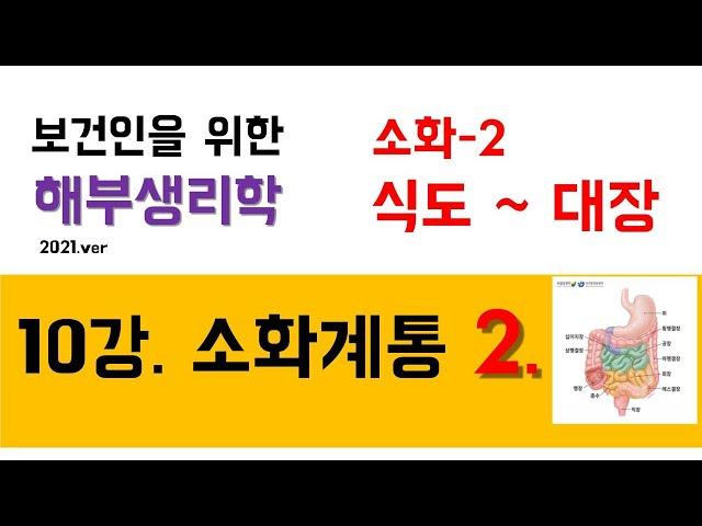 해부생리학) 10강 소화계통_2) 식도, 위, 소장, 대장