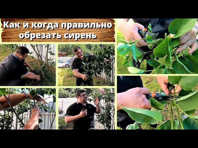 КАК И КОГДА ПРАВИЛЬНО ОБРЕЗАТЬ СИРЕНЬ.