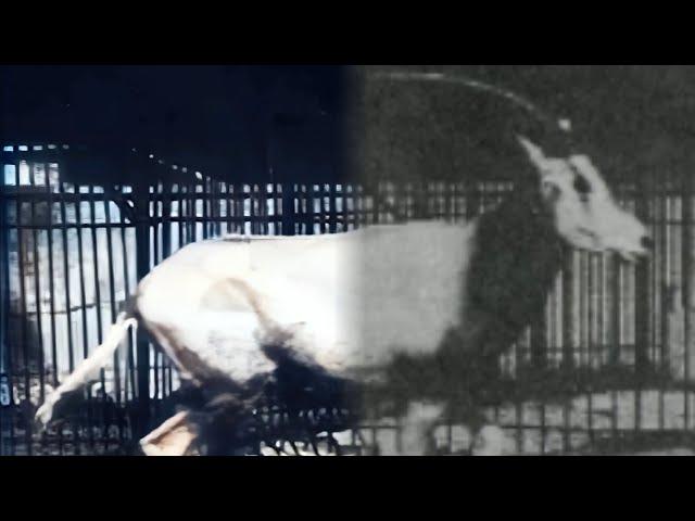 Orex Galloping (1887) | Restoration | An orex at a gallop, photographed by Eadweard Muybridge.