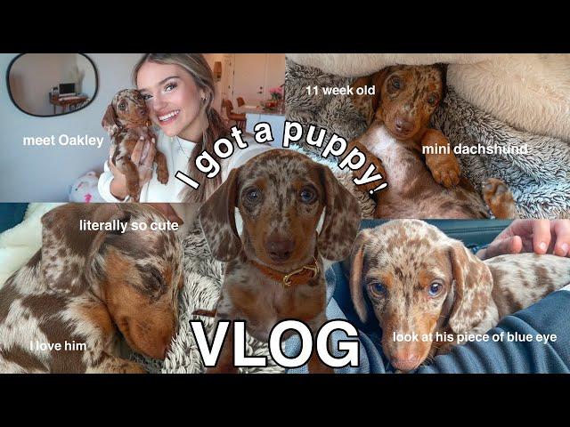 I GOT A PUPPY *vlog* (bringing him home, meet Oakley, 11 week old mini dachshund!!)