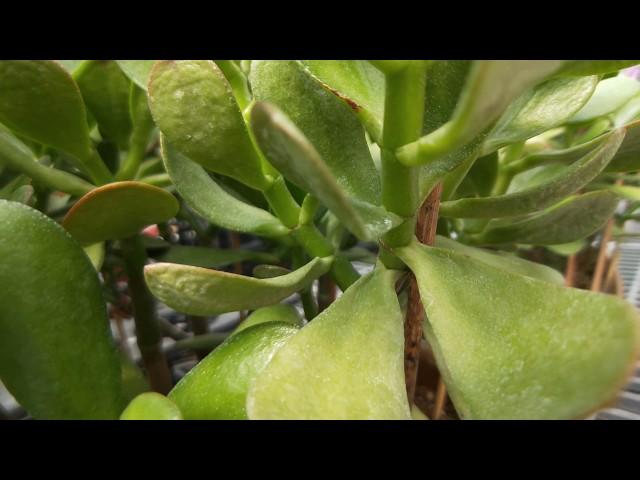 Succulent Plant 多肉植物特寫 翡翠木(發財樹)