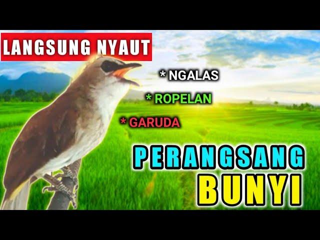 PERANGSANG BUNYI burung TRUCUKAN pancingan burung trucuk biar bunyi gacor