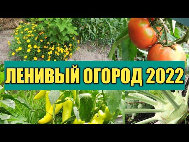 ЛЕНИВЫЙ ОГОРОД: НЕ КОПАЕМ, НЕ РЫХЛИМ, НЕ ПРОПАЛЫВАЕМ - ПОДВОДИМ ИТОГИ СЕЗОНА 2022