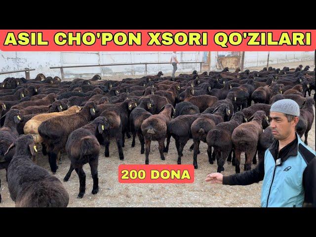 ZOMINLIK ASIL CHOPON QO'ZILARI 200 BOSH NARXLAR ARZONLADI