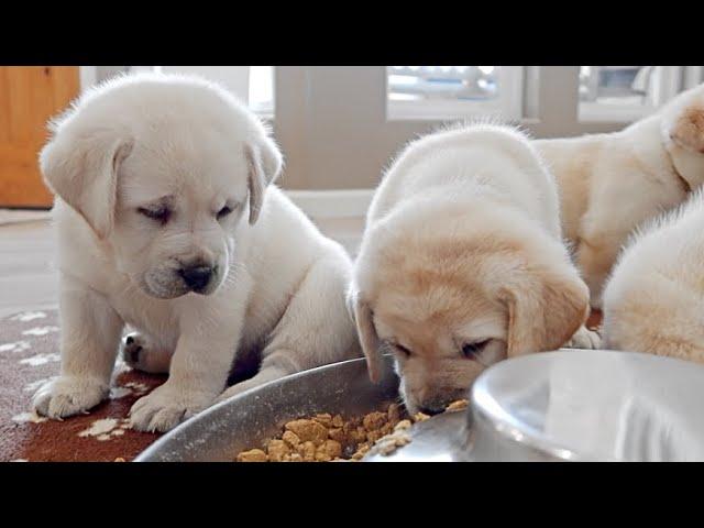 Labrador Puppies Get Chunky Eating Breakfast!!