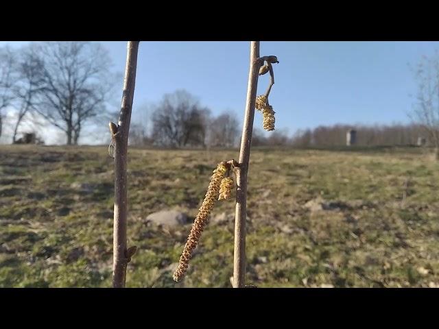 фундук "Тамбовский ранний" в Калининграде.